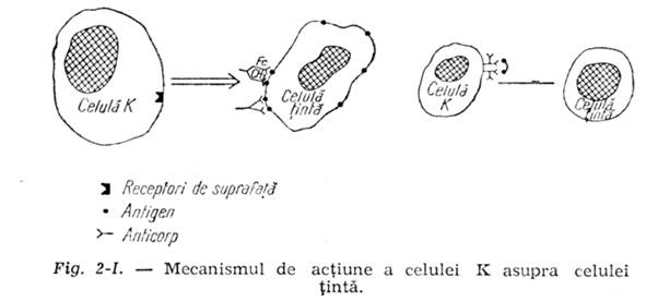 Mecanismul celulei K
