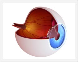 Glob ocular - Ekilibrium