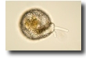 protozoar