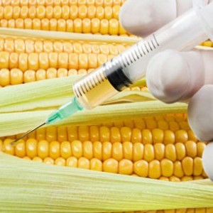 Cercetari care leaga porumbul modificat genetic de cancer 
