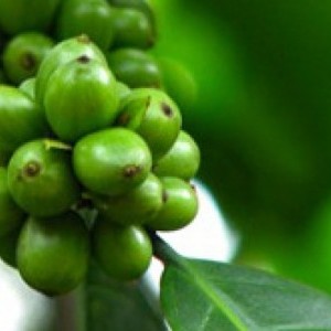 Combate obezitatea cu ajutorul boabelor verzi de cafea