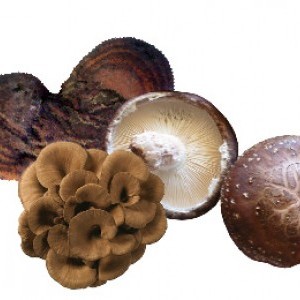 Trei ciuperci cu proprietati anticangerigene dovedite 