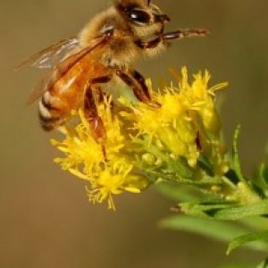 albinele si mierea 