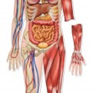 corpul omenesc - tesuturi, organe, sisteme, aparate, alcatuirea generala a corpului uman