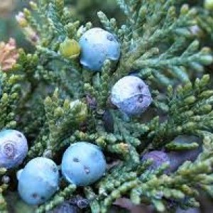 juniperus sabina